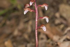 Spring Coralroot, Corallorhiza wisteriana