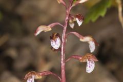 Spring Coralroot, Corallorhiza wisteriana