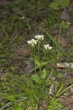 Spring Cress, Cardamine bulbosa