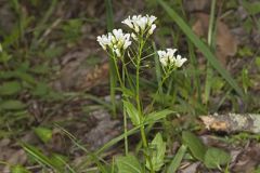 Spring Cress