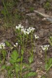 Spring Cress, Cardamine bulbosa