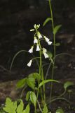 Spring Cress, Cardamine bulbosa