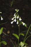 Spring Cress, Cardamine bulbosa