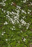 Spring Cress, Cardamine bulbosa