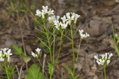 Spring Cress, Cardamine bulbosa