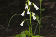 Spring Cress, Cardamine bulbosa