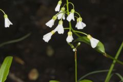 Spring Cress, Cardamine bulbosa