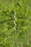 Spring Ladies' Tresses, Spiranthes vernalis