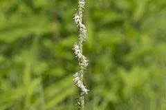 Spring Ladies' Tresses