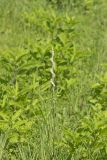 Spring Ladies' Tresses, Spiranthes vernalis