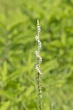 Spring Ladies' Tresses, Spiranthes vernalis