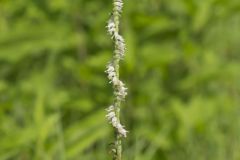 Spring Ladies' Tresses, Spiranthes vernalis