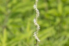 Spring Ladies' Tresses, Spiranthes vernalis