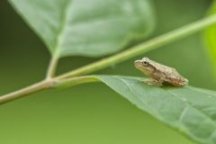 Spring Peeper, Pseudacris crucifer