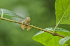 Spring Peeper, Pseudacris crucifer