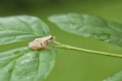 Spring Peeper, Pseudacris crucifer