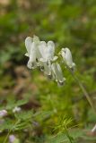 Squirrel Corn, Dicentra canadensis