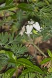 Squirrel Corn, Dicentra canadensis