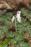 Squirrel Corn, Dicentra canadensis