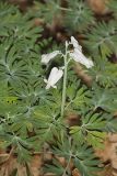 Squirrel Corn, Dicentra canadensis