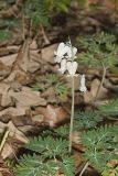 Squirrel Corn, Dicentra canadensis