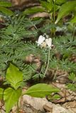 Squirrel Corn, Dicentra canadensis
