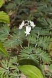Squirrel Corn, Dicentra canadensis