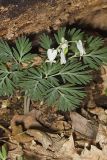 Squirrel Corn, Dicentra canadensis