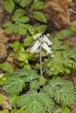 Squirrel Corn, Dicentra canadensis