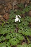 Squirrel Corn, Dicentra canadensis
