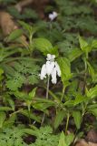 Squirrel Corn, Dicentra canadensis
