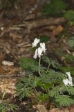Squirrel Corn, Dicentra canadensis