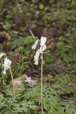 Squirrel Corn, Dicentra canadensis