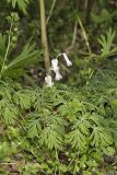 Squirrel Corn, Dicentra canadensis