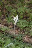 Squirrel Corn, Dicentra canadensis