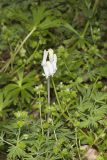 Squirrel Corn, Dicentra canadensis