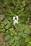 Squirrel Corn, Dicentra canadensis
