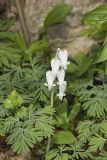 Squirrel Corn, Dicentra canadensis