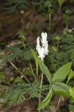 Squirrel Corn, Dicentra canadensis