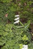 Squirrel Corn, Dicentra canadensis