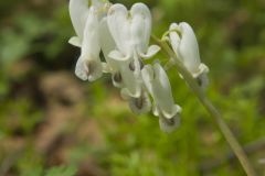 Squirrel Corn, Dicentra canadensis