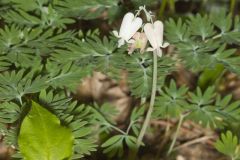 Squirrel Corn, Dicentra canadensis