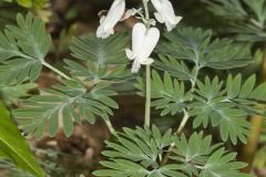 Squirrel Corn, Dicentra canadensis Squirrel Corn, Dicentra canadensis