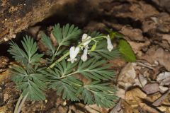 Squirrel Corn, Dicentra canadensis