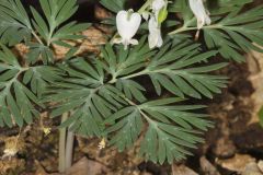 Squirrel Corn, Dicentra canadensis