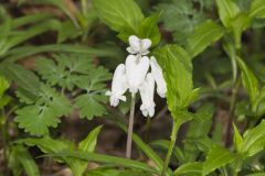 Squirrel Corn, Dicentra canadensis Squirrel Corn, Dicentra canadensis