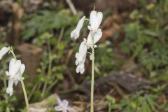Squirrel Corn, Dicentra canadensis