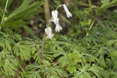 Squirrel Corn, Dicentra canadensis