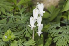 Squirrel Corn, Dicentra canadensis