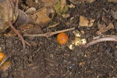 Squirrel Corn, Dicentra canadensis